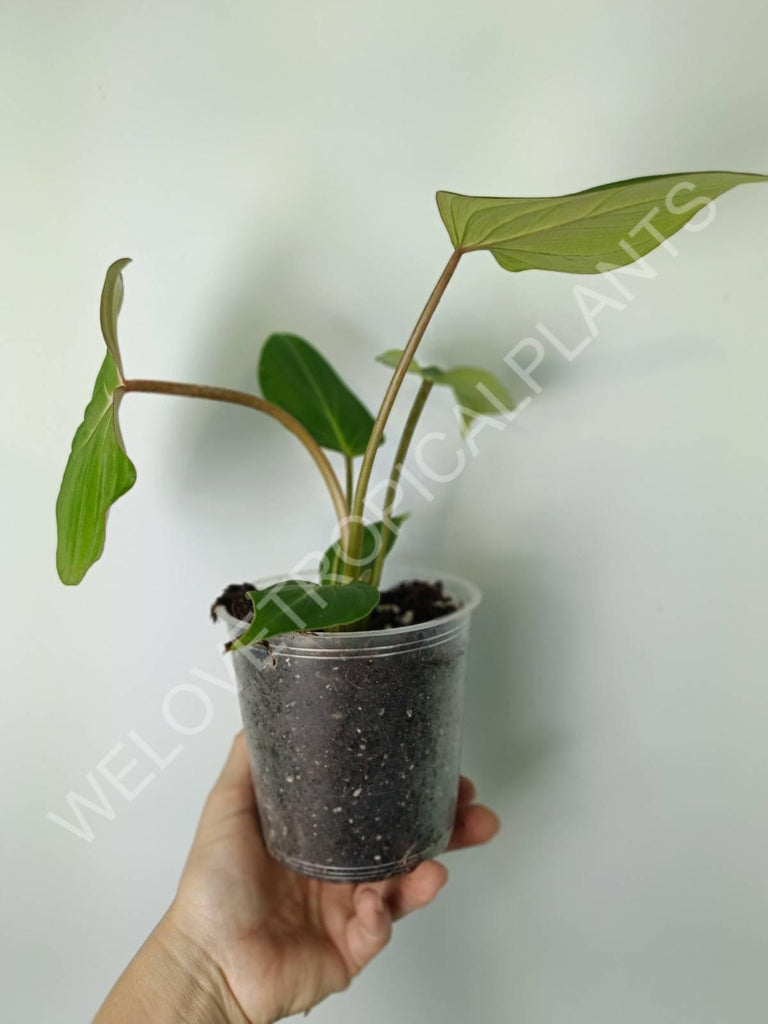 Philodendron gloriosum flat form