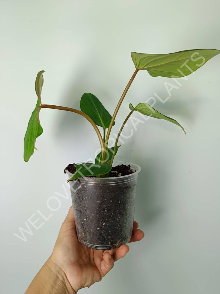 Philodendron gloriosum flat form