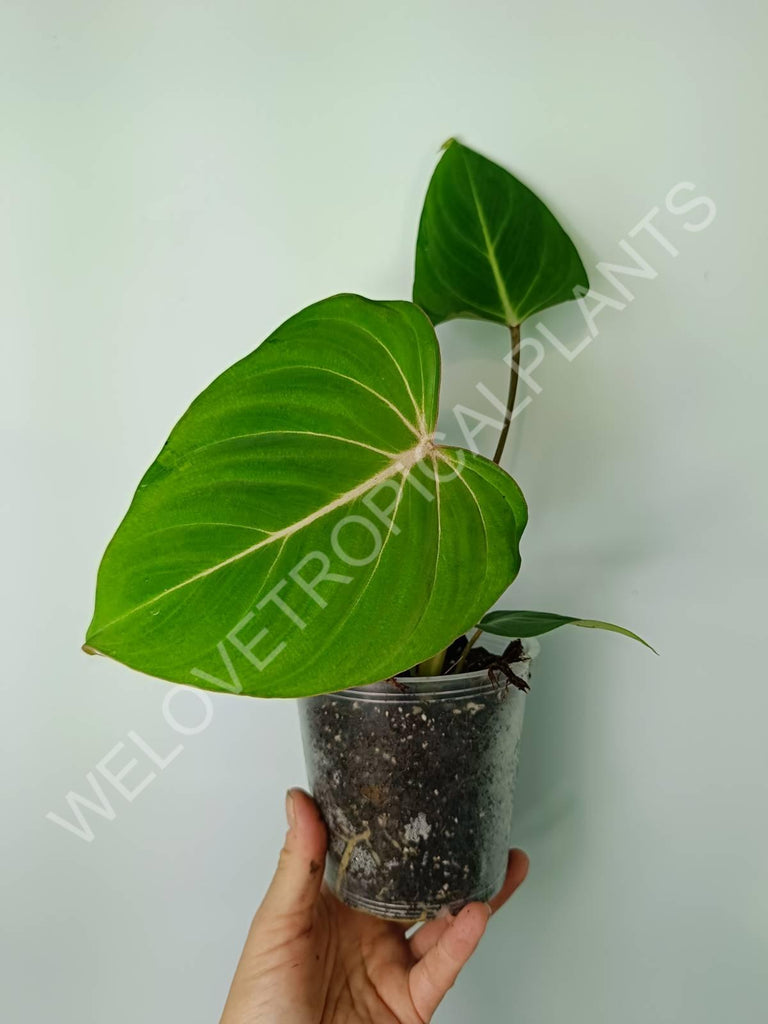 Philodendron gloriosum flat form