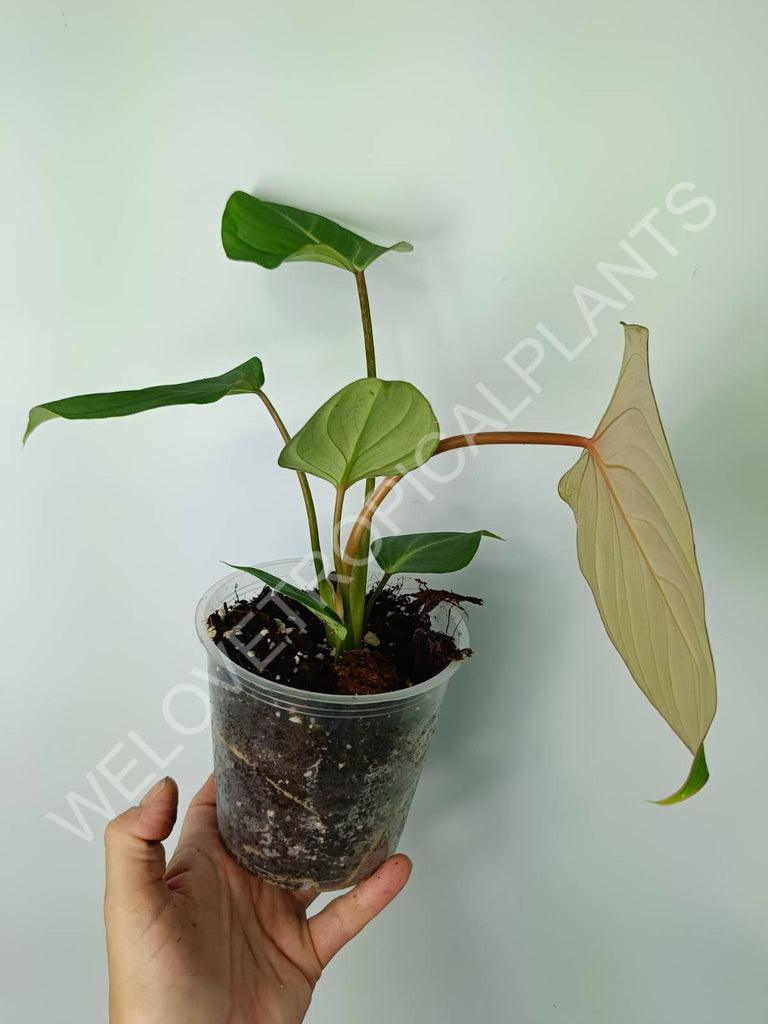 Philodendron gloriosum flat form