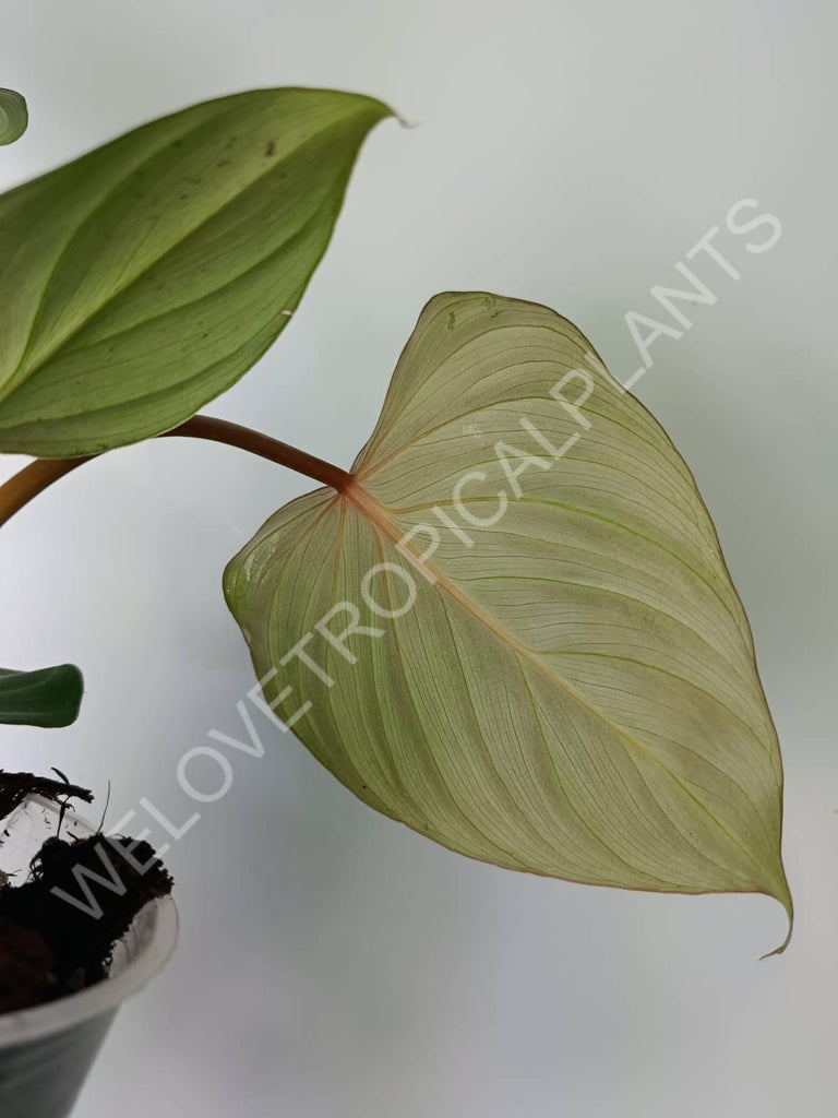 Philodendron gloriosum flat form