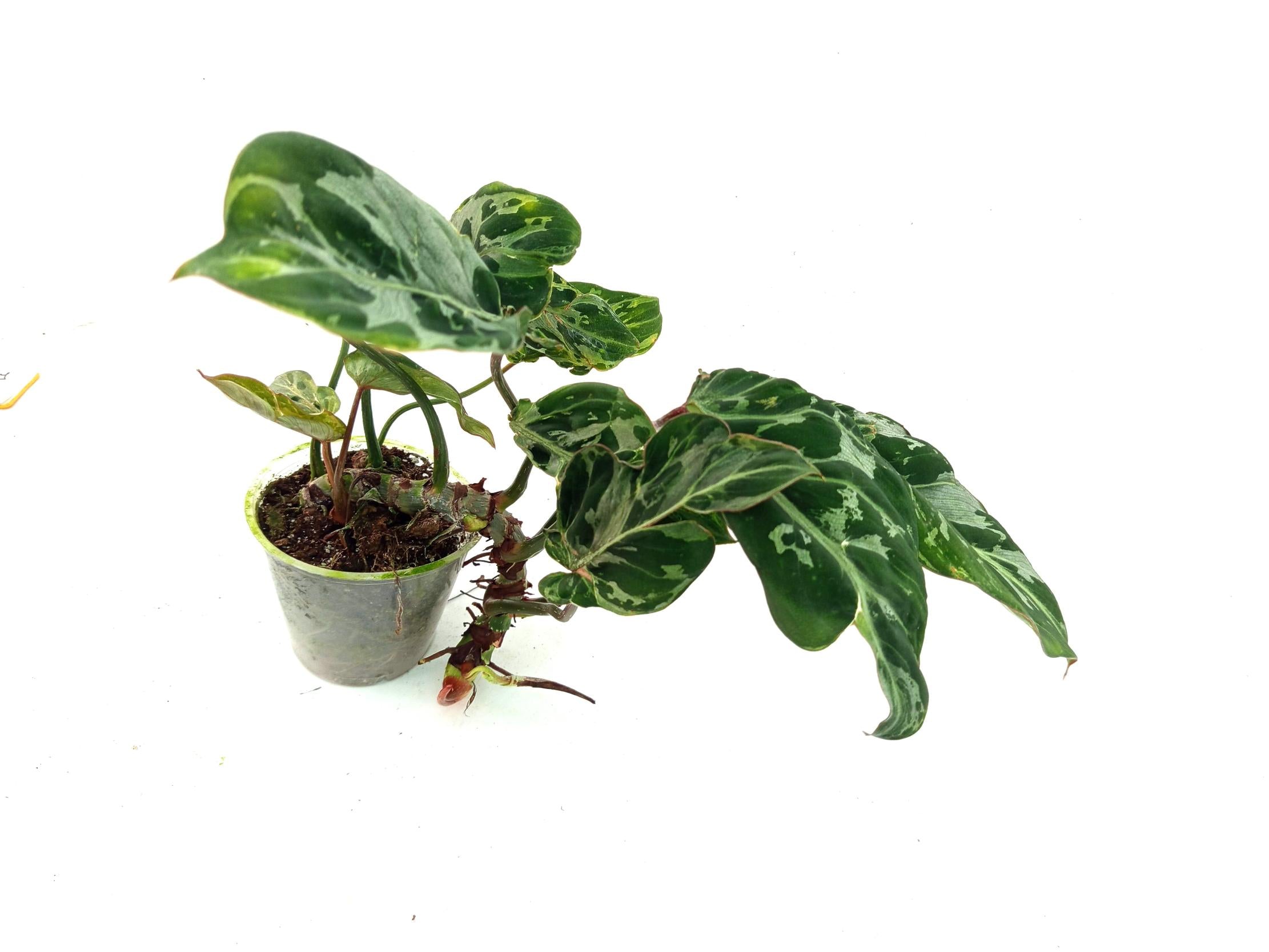 Philodendron Gloriosum Variegata