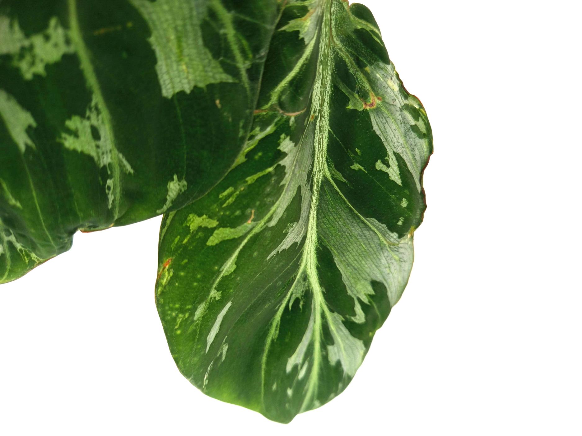 Philodendron Gloriosum Variegata