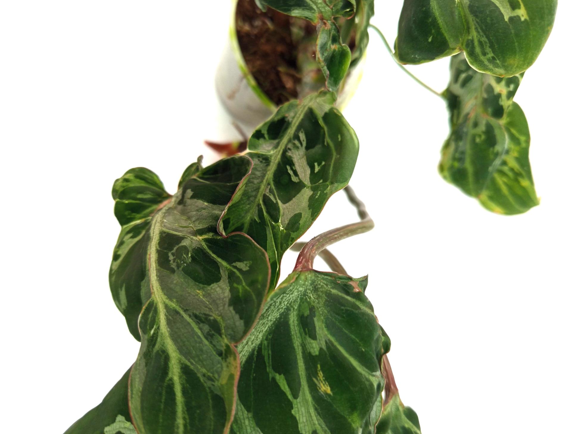 Philodendron Gloriosum Variegata