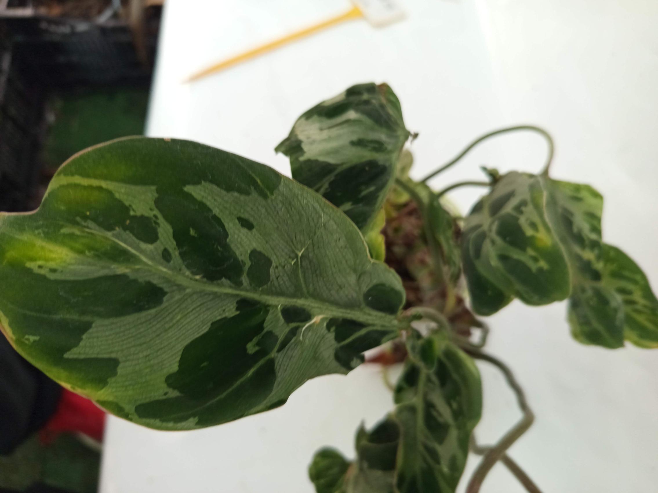 Philodendron Gloriosum Variegata