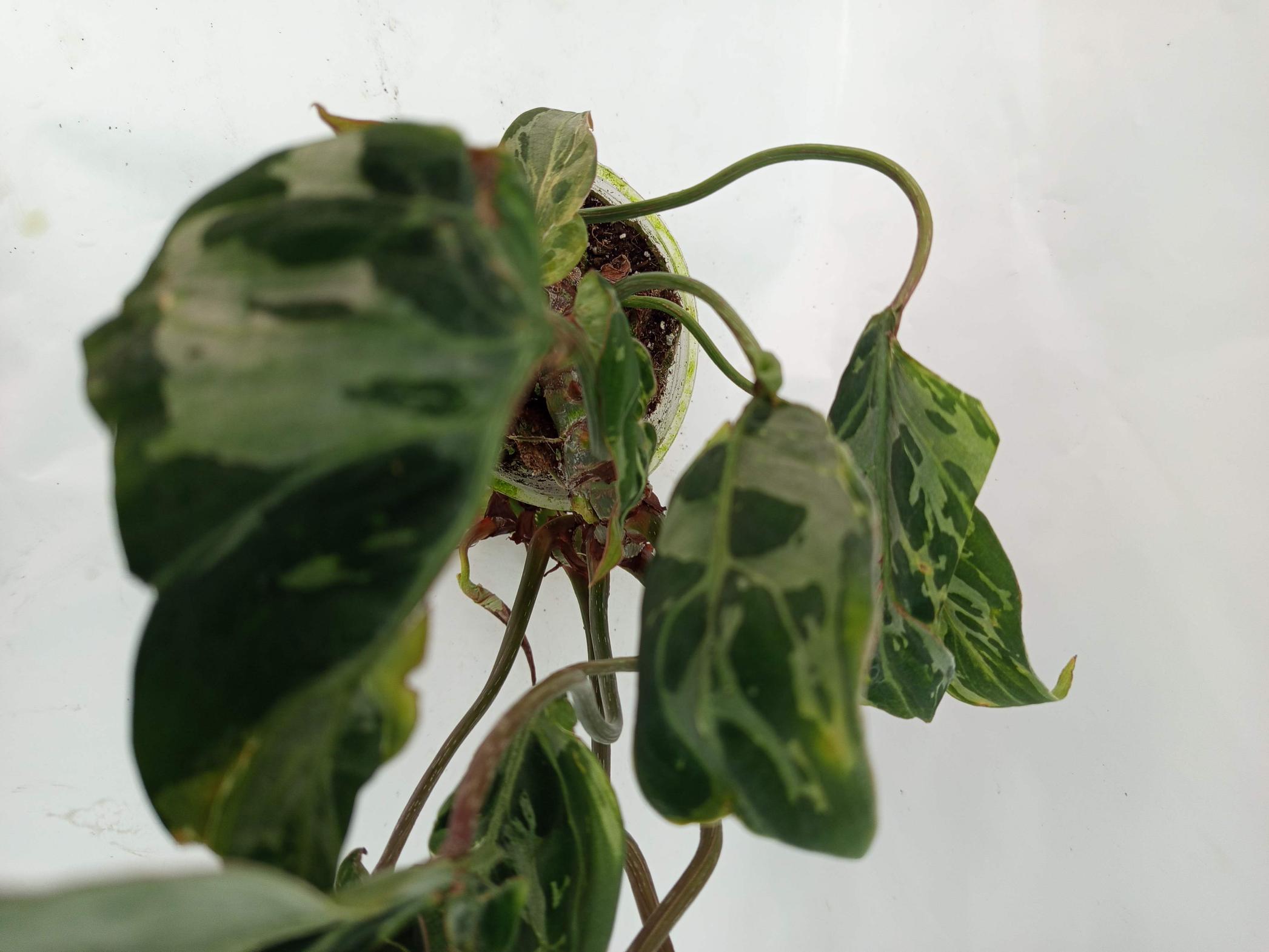 Philodendron Gloriosum Variegata