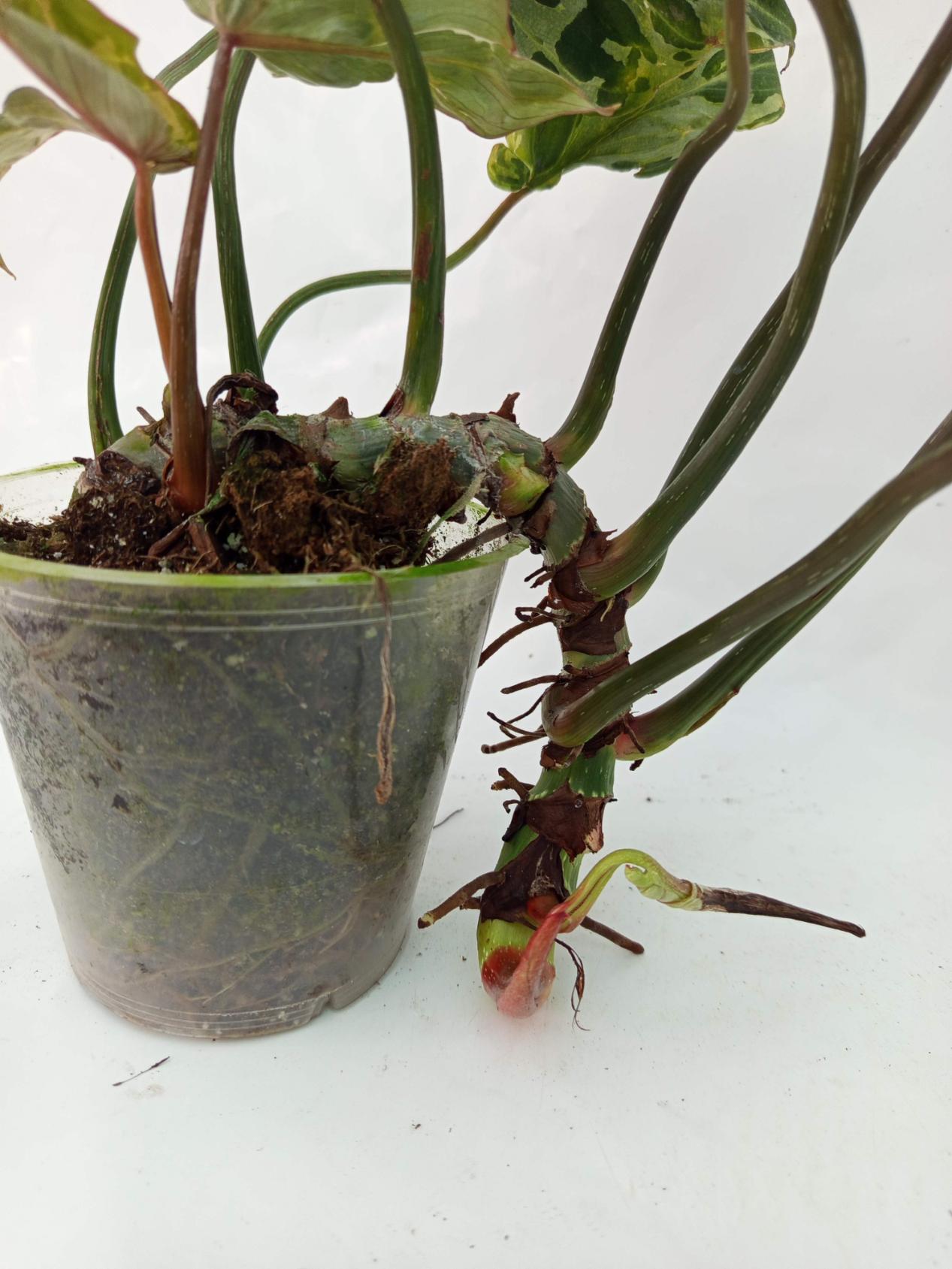 Philodendron Gloriosum Variegata