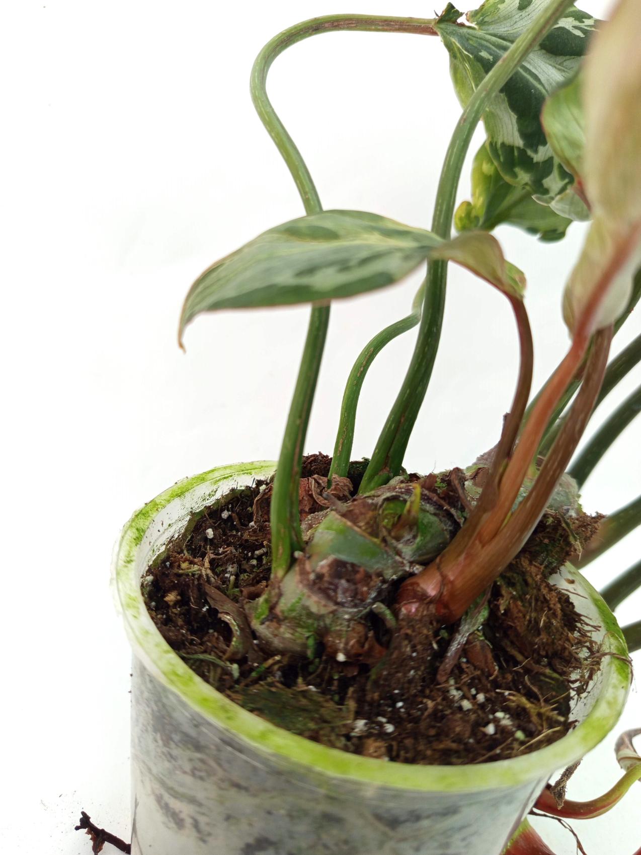 Philodendron Gloriosum Variegata