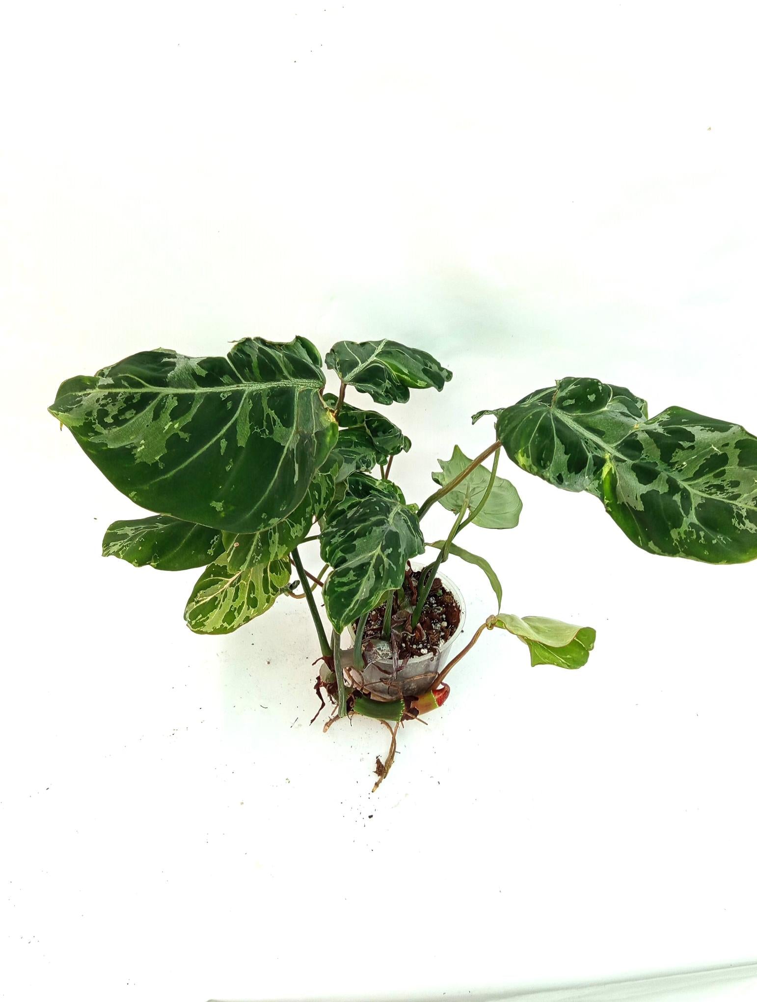 Philodendron Gloriosum Variegata