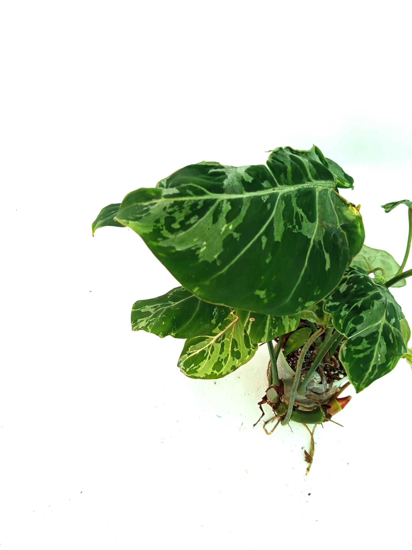 Philodendron Gloriosum Variegata