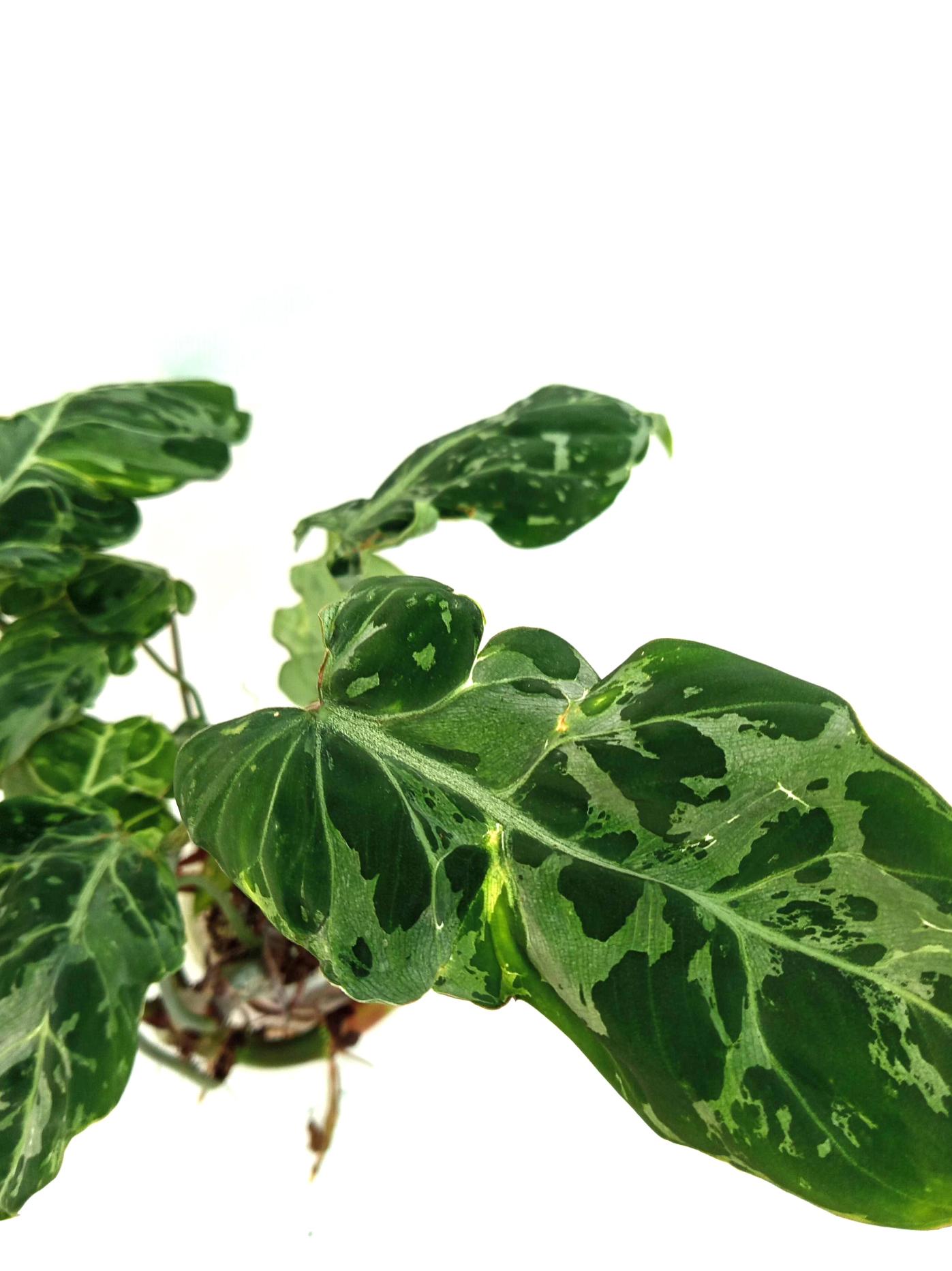 Philodendron Gloriosum Variegata