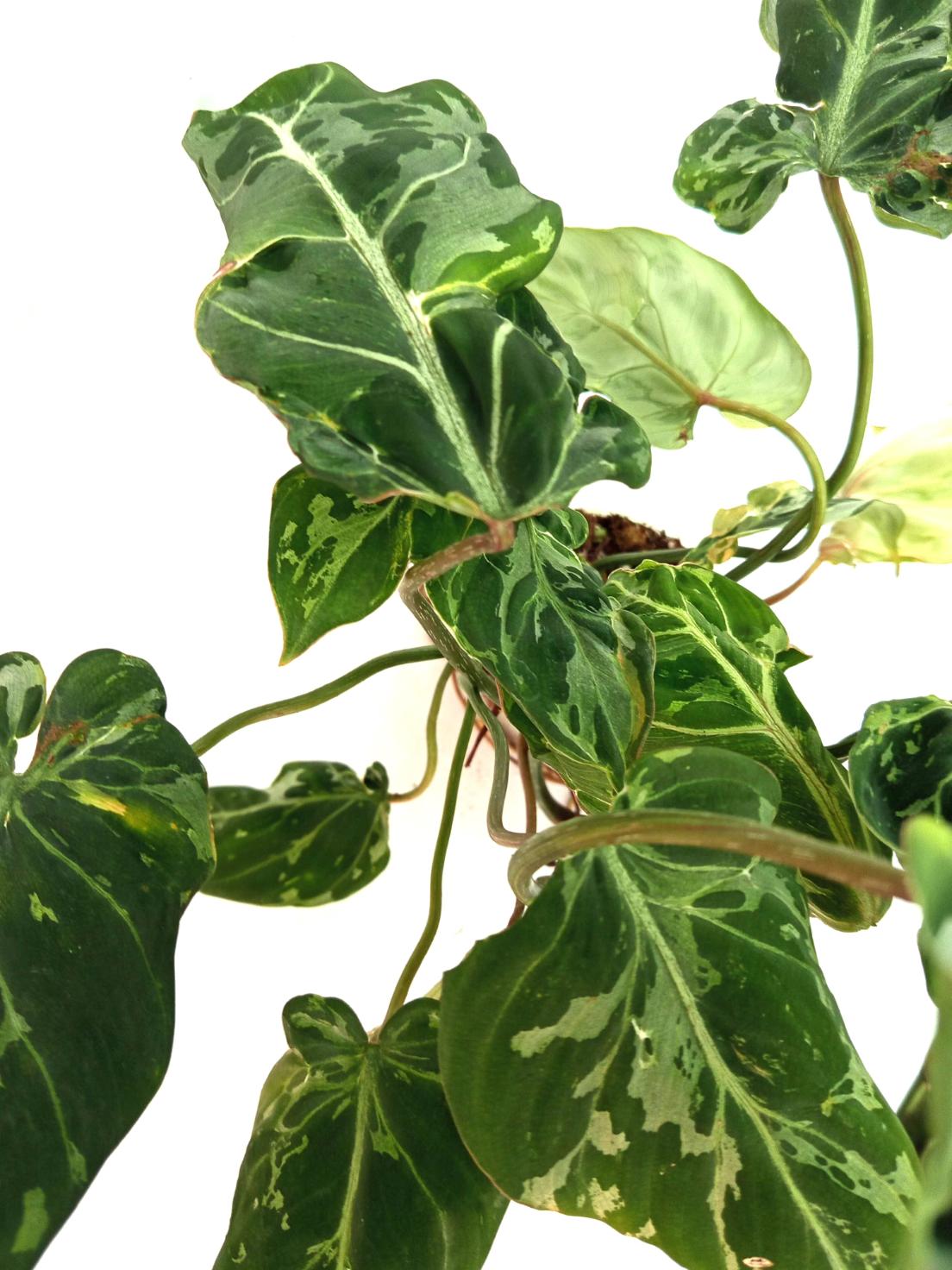 Philodendron Gloriosum Variegata