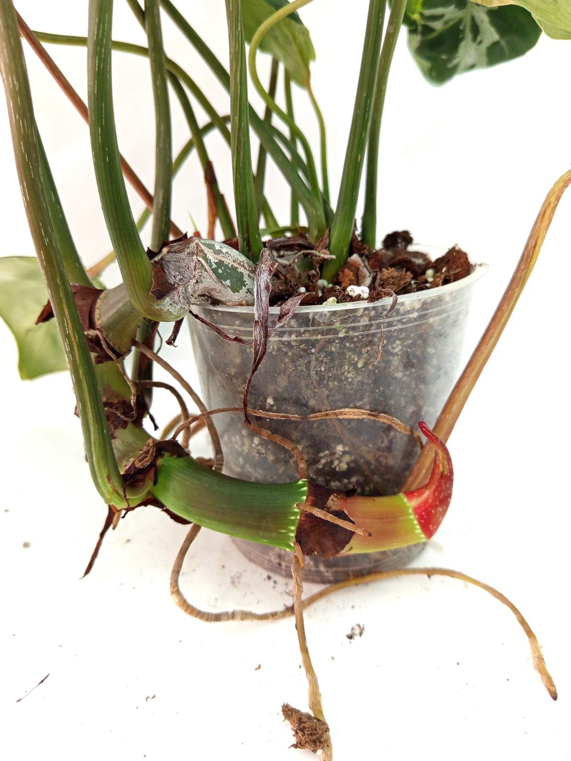 Philodendron Gloriosum Variegata