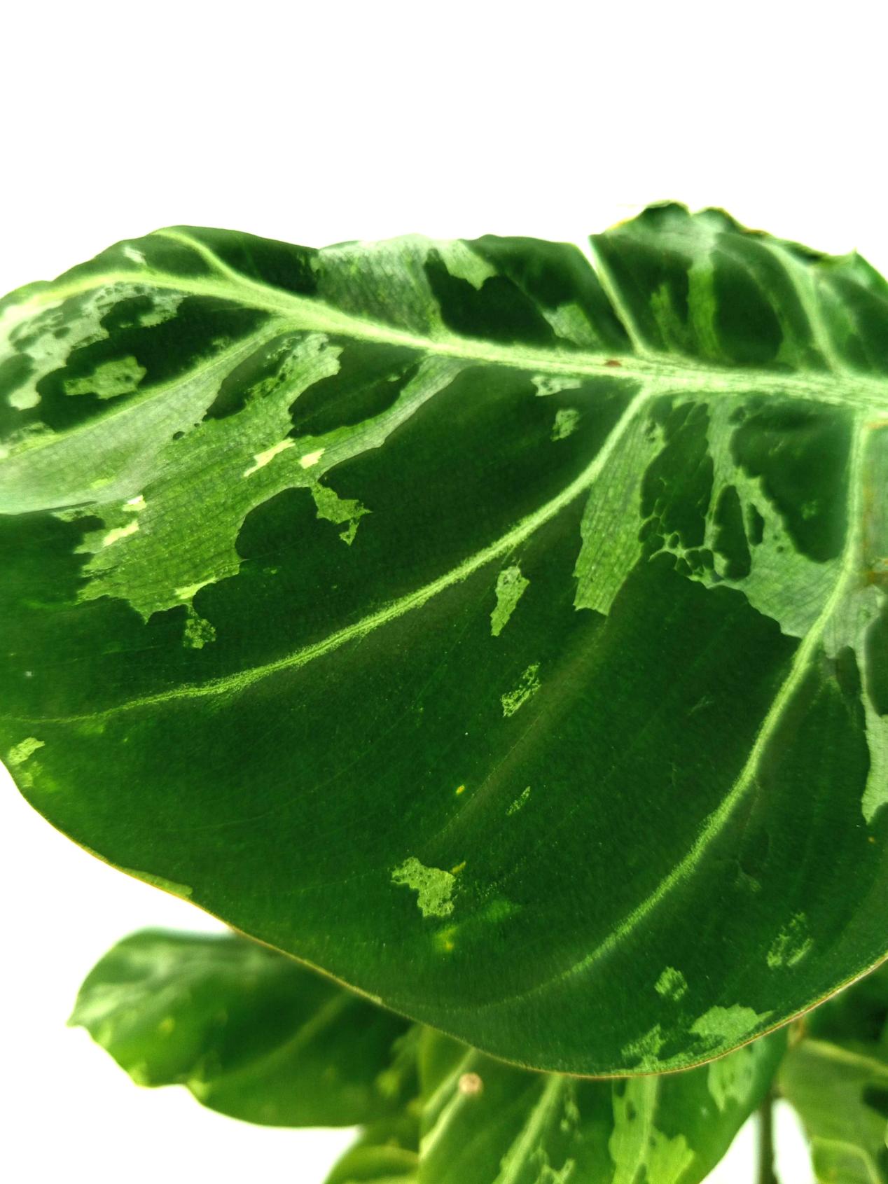 Philodendron Gloriosum Variegata