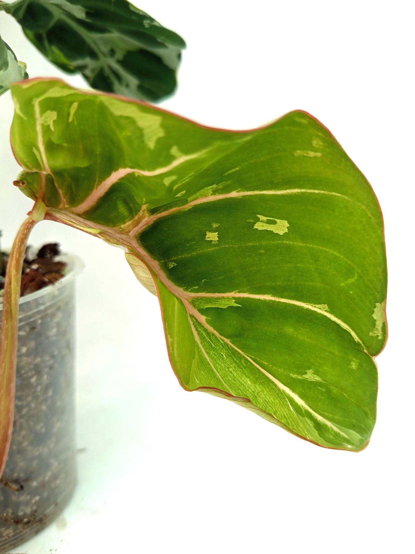 Philodendron Gloriosum Variegata