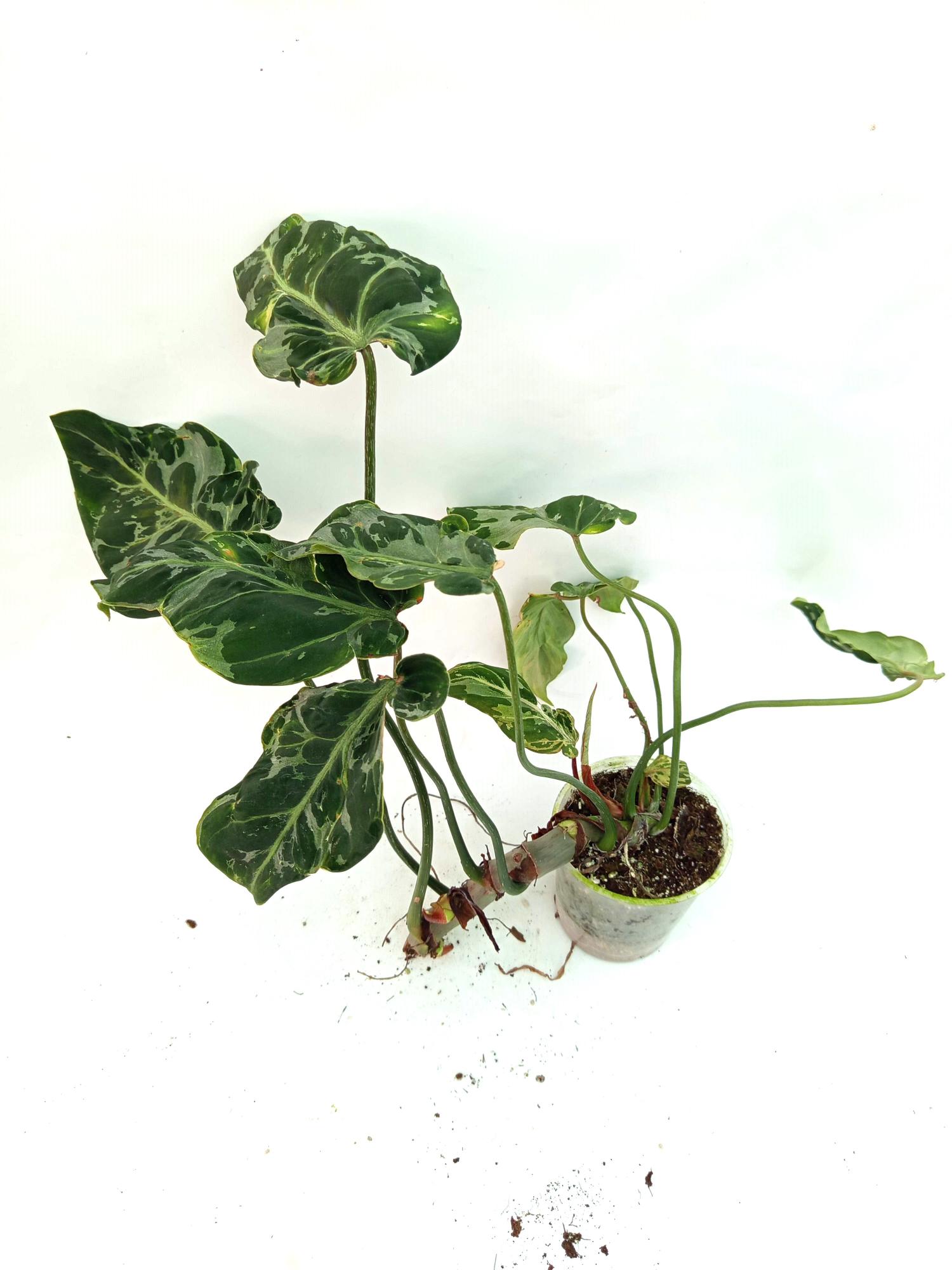 Philodendron Gloriosum Variegata