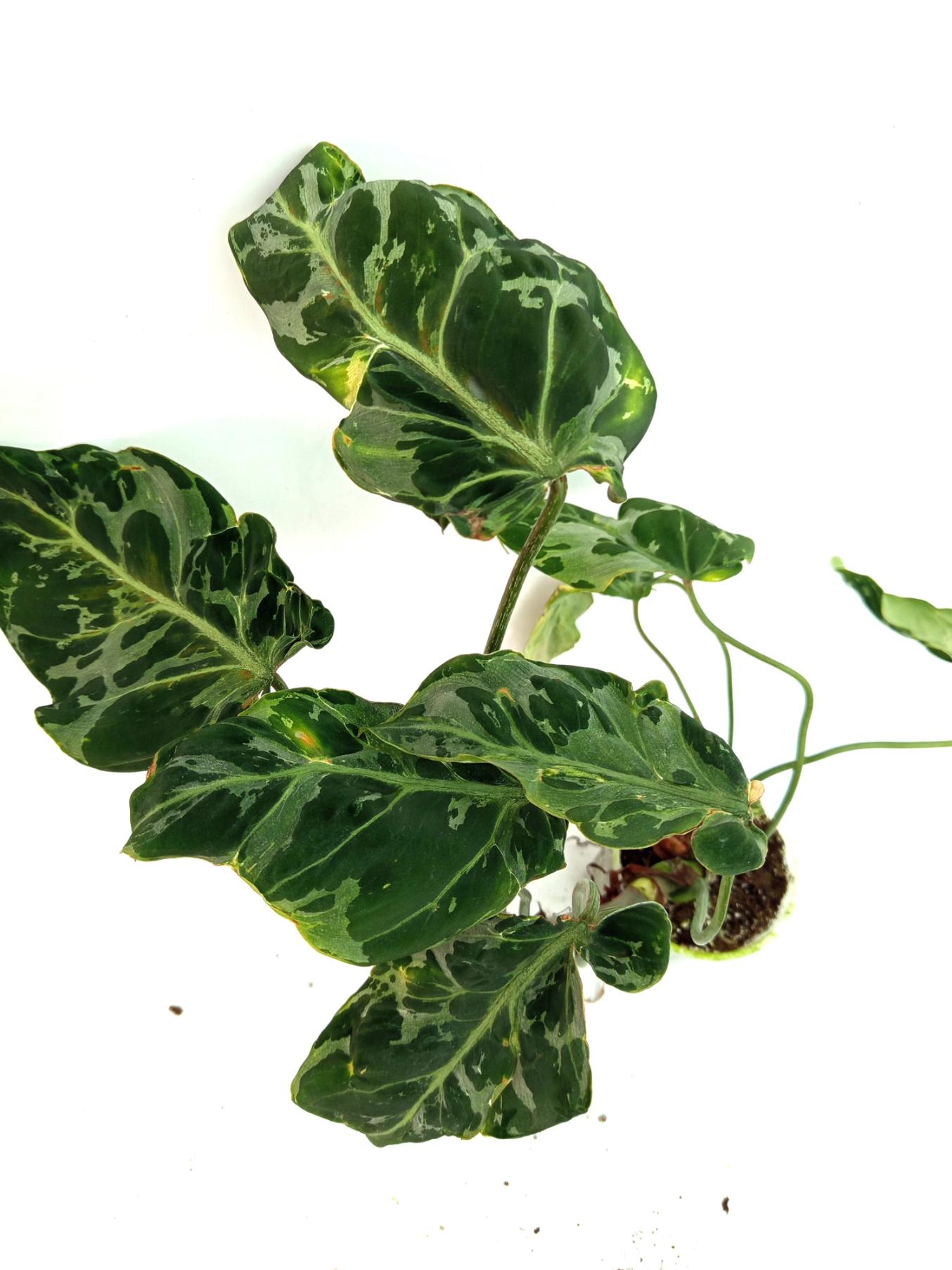 Philodendron Gloriosum Variegata