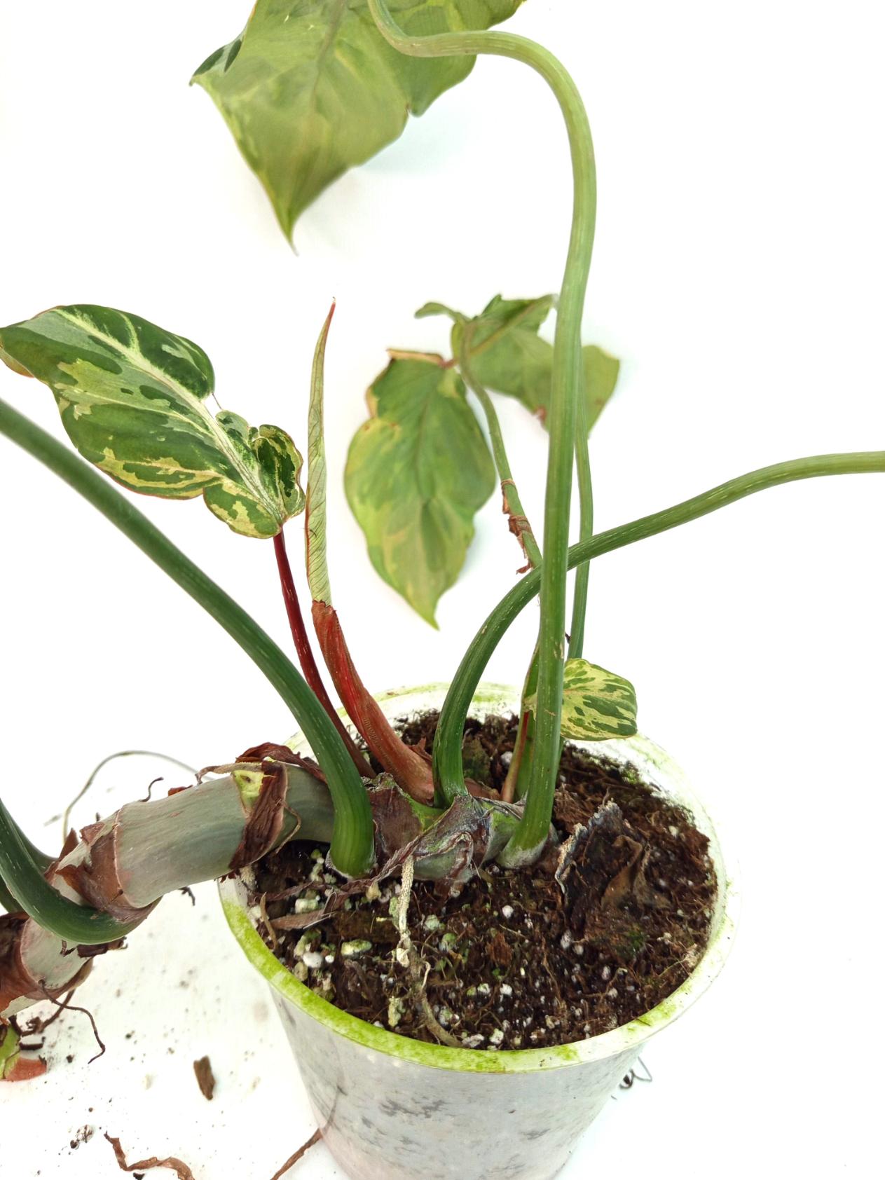 Philodendron Gloriosum Variegata