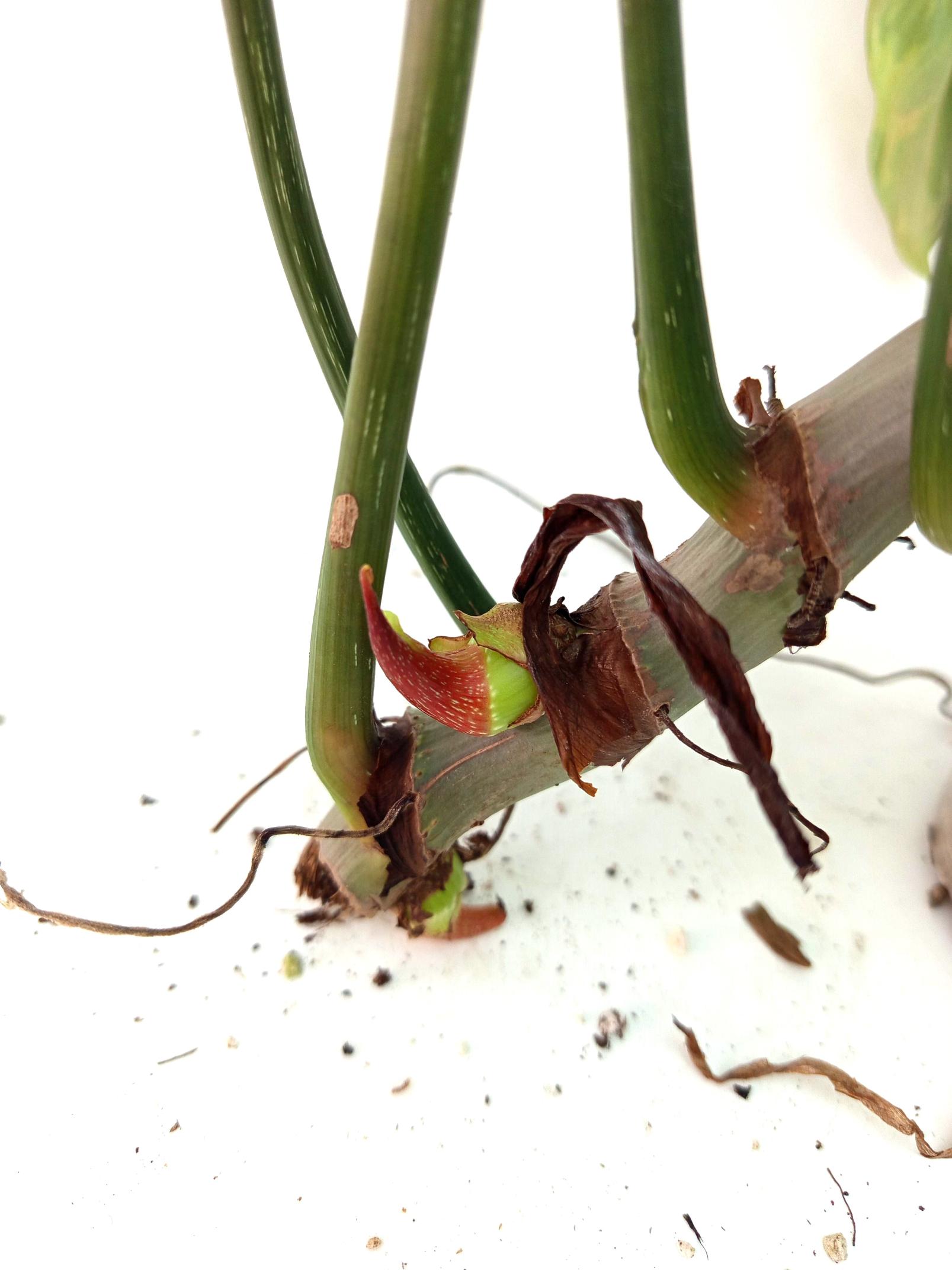 Philodendron Gloriosum Variegata