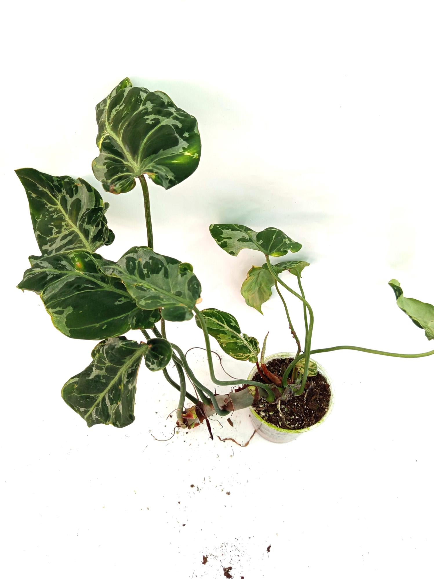 Philodendron Gloriosum Variegata