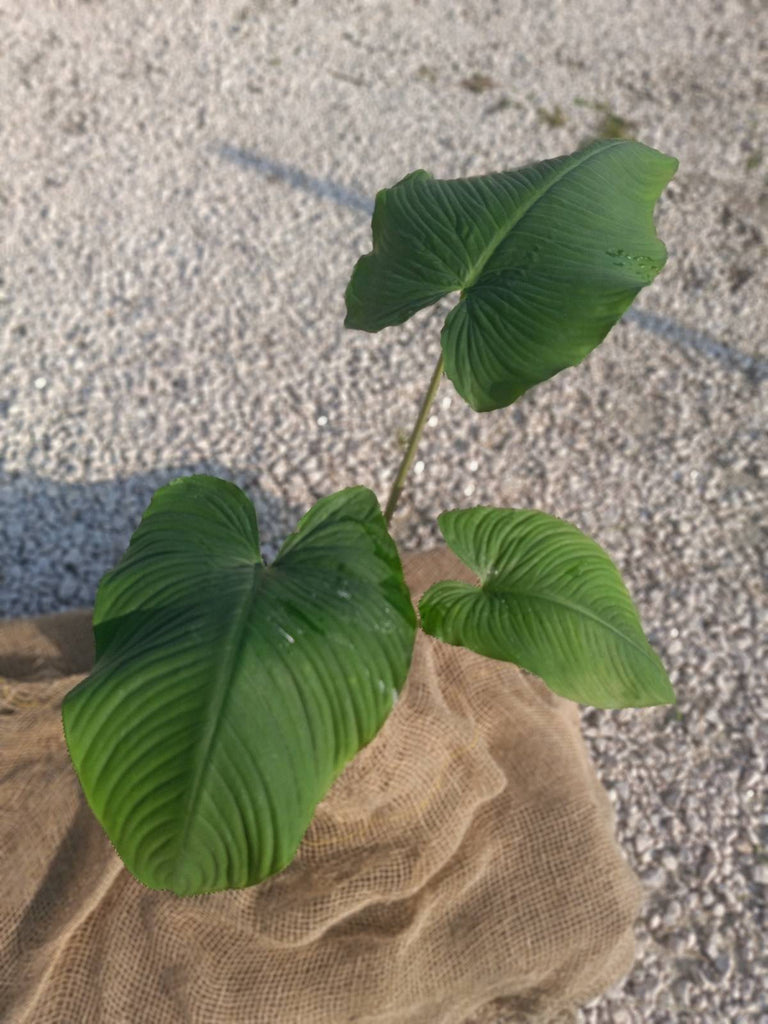 Homalomena erubescens green stem