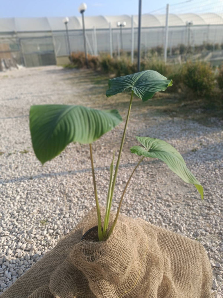 Homalomena erubescens green stem