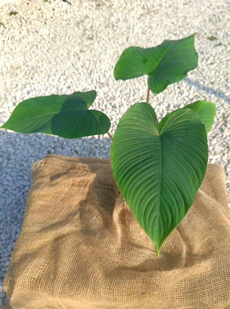 Homalomena erubescens red stem