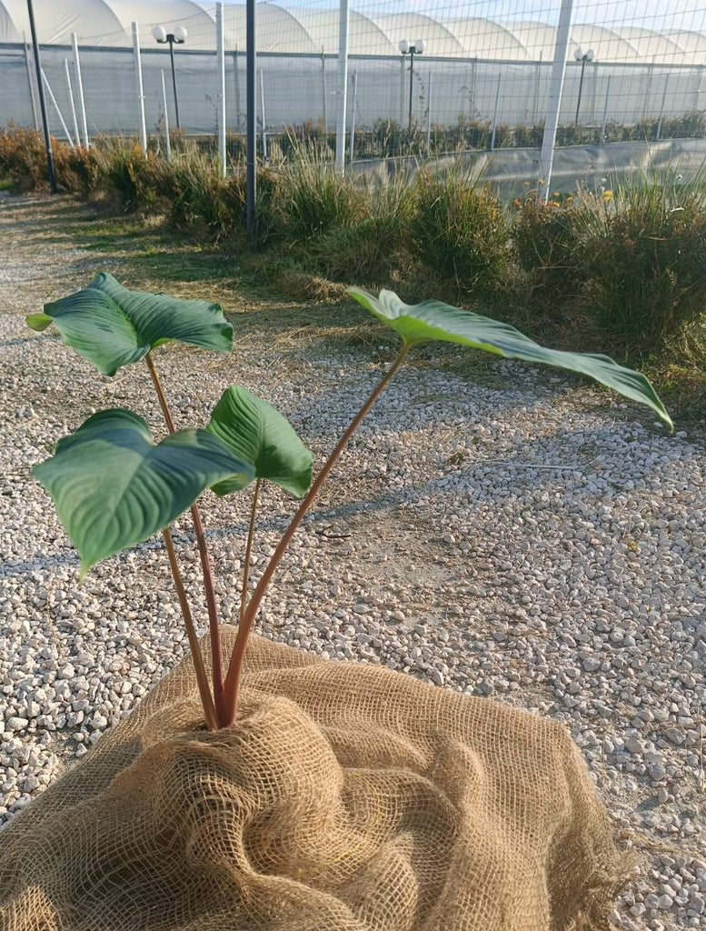 Homalomena erubescens red stem