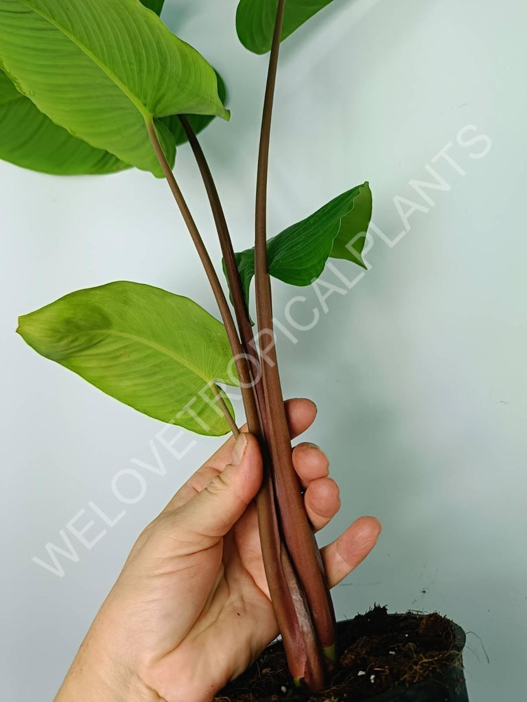 Homalomena rubescens red stem