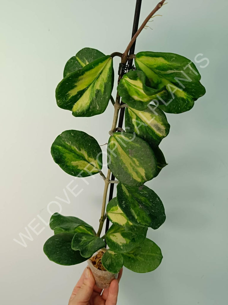 Hoya obovata variegata