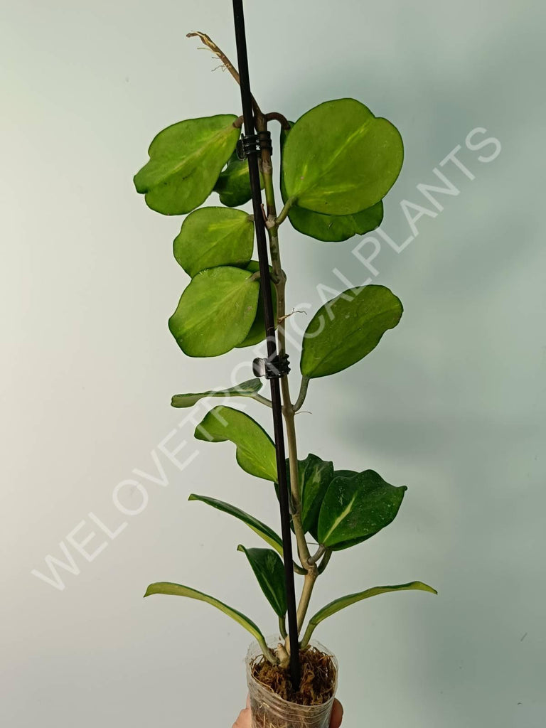 Hoya obovata variegata