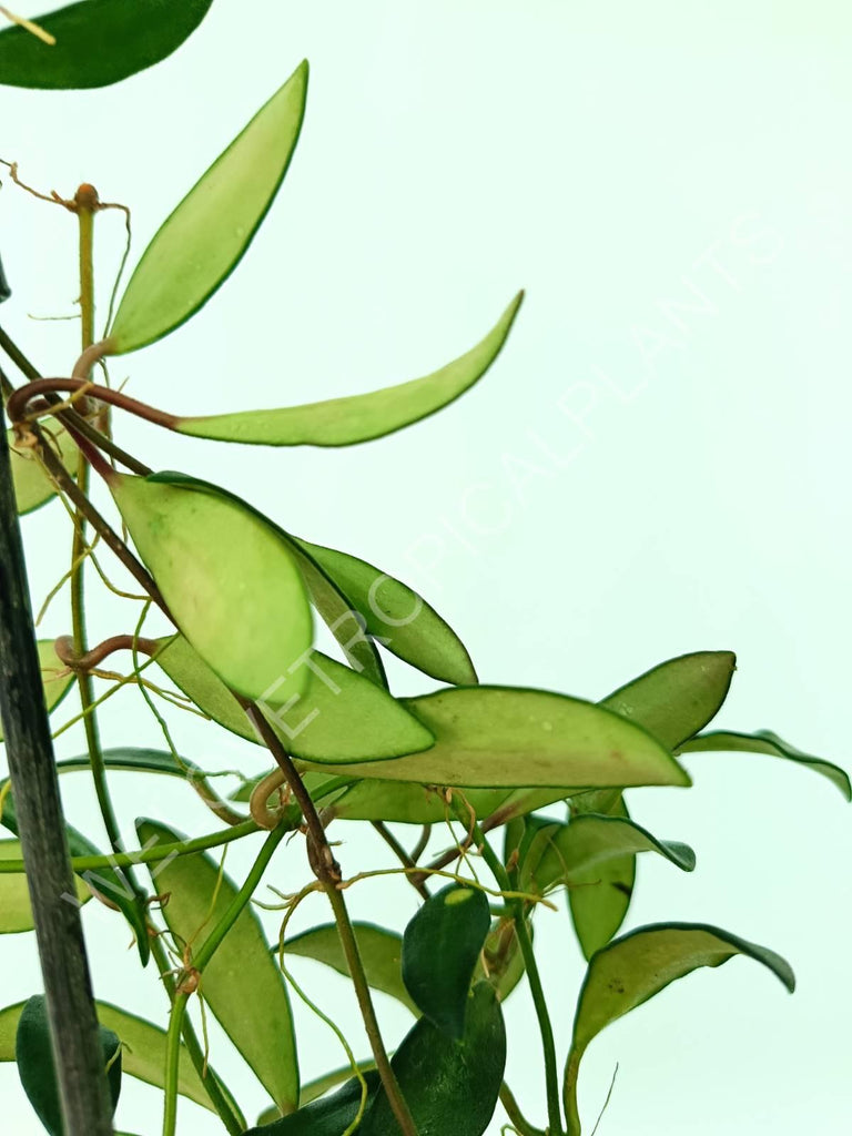 Hoya anncajanoae