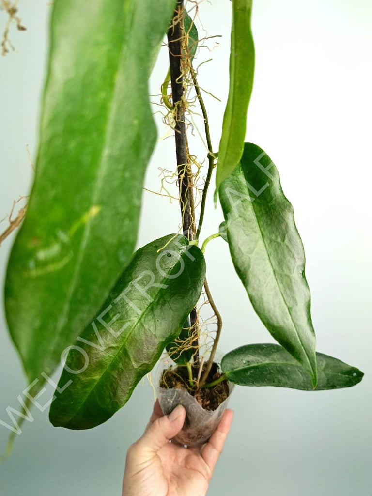 Hoya archboldiana