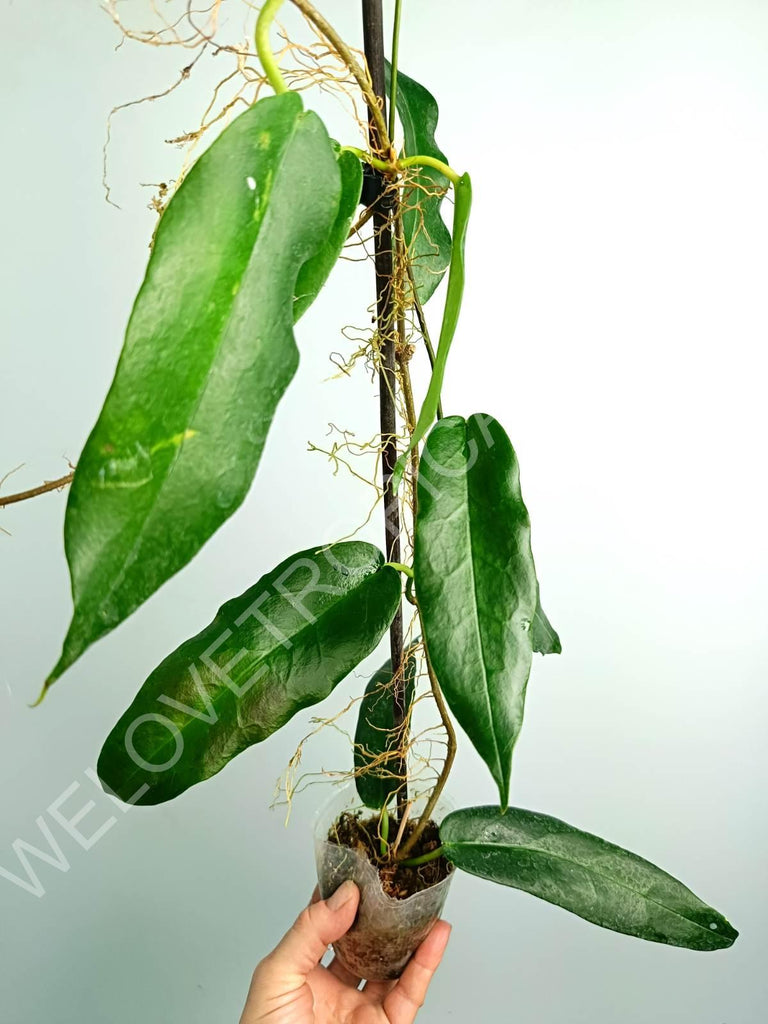 Hoya archboldiana