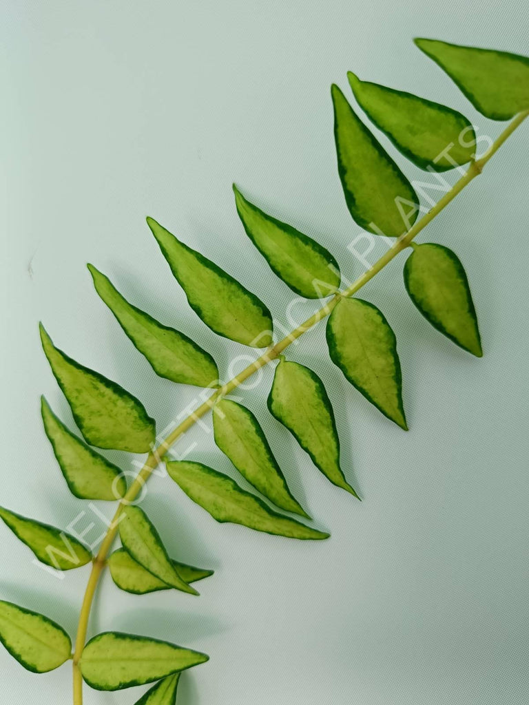 Hoya bella (inner variegation)