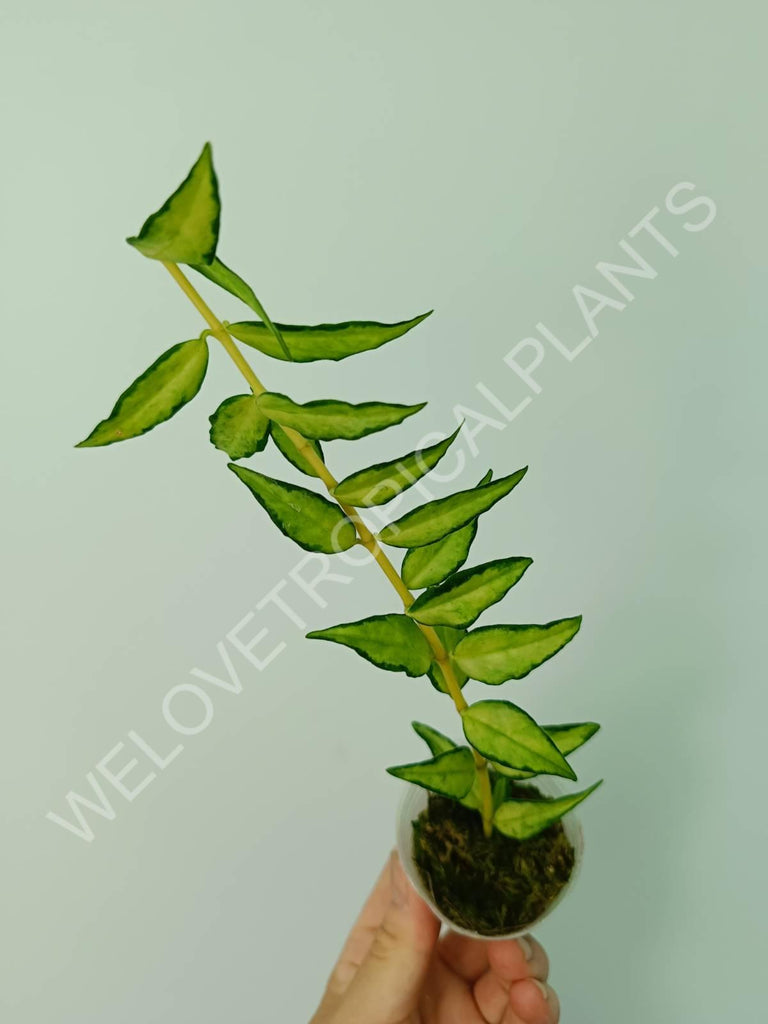 Hoya bella (inner variegation)