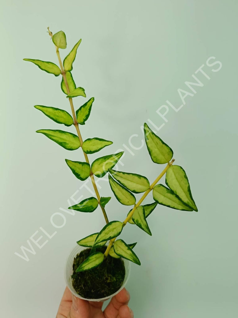 Hoya bella (inner variegation)