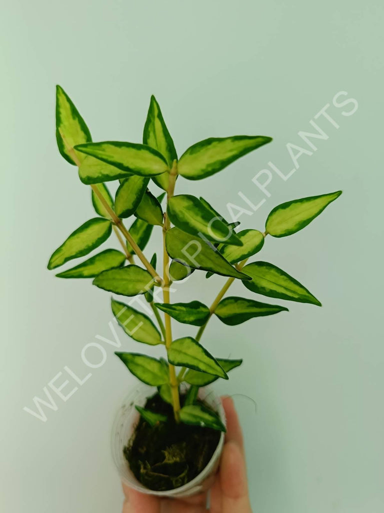 Hoya bella (inner variegation)