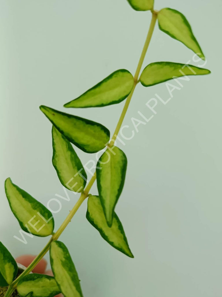 Hoya bella (inner variegation)