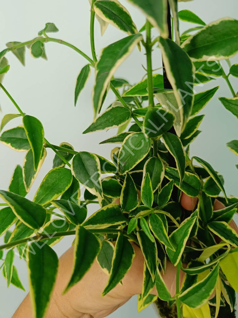 Hoya bella variegata