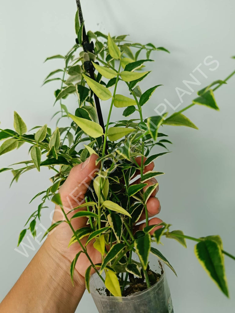 Hoya bella variegata