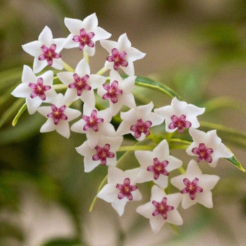 Hoya Bella Variegata