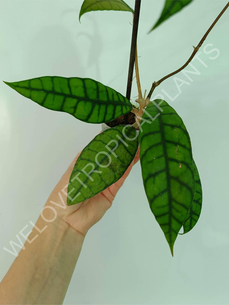 Hoya callistophylla