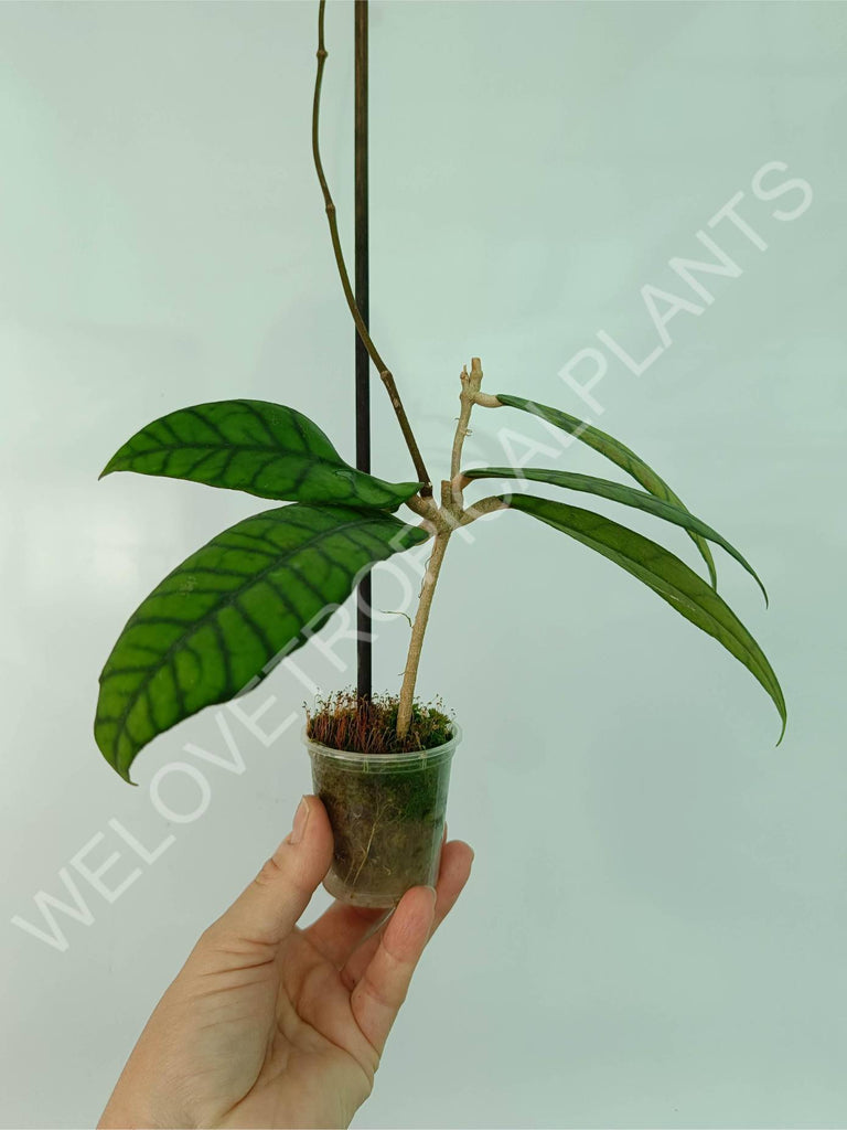 Hoya callistophylla