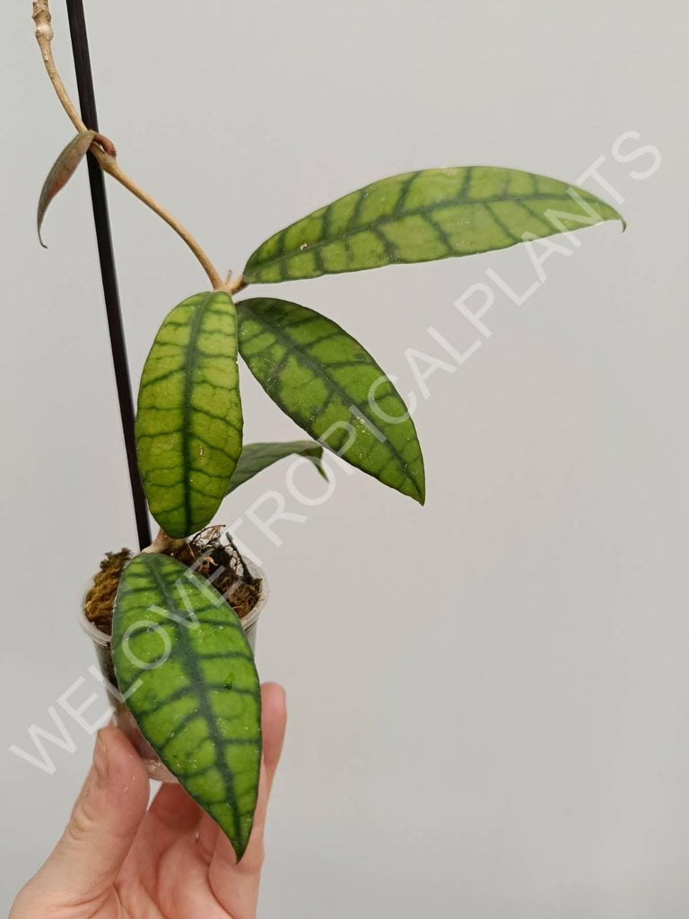 Hoya callistophylla