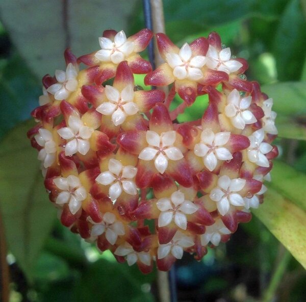 Hoya Callistophylla  SHORT LEAF