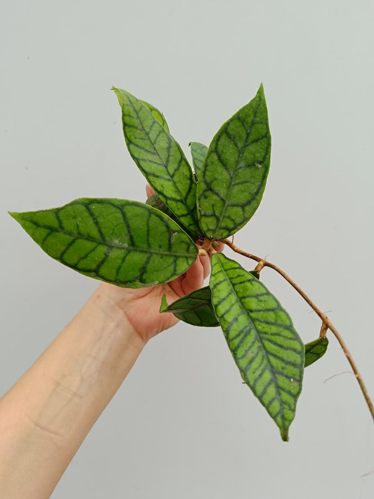 Hoya calistophylla