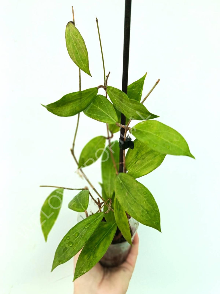 Hoya camphorifolia