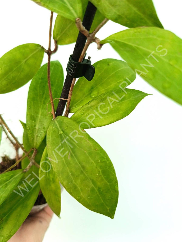 Hoya camphorifolia