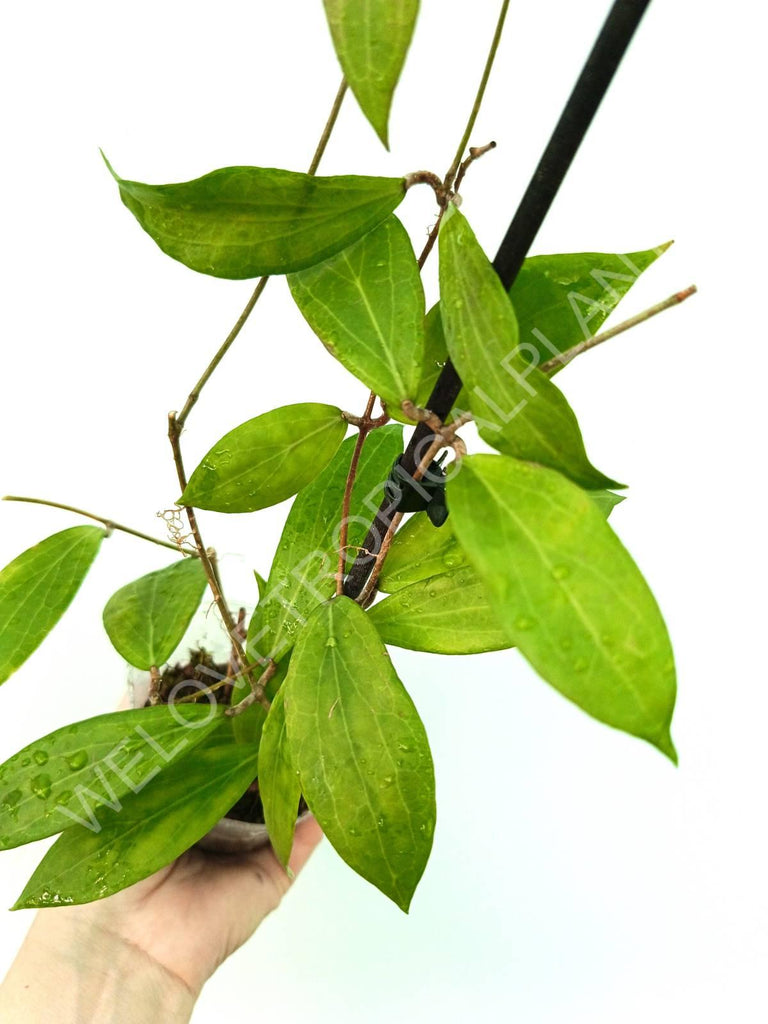 Hoya camphorifolia